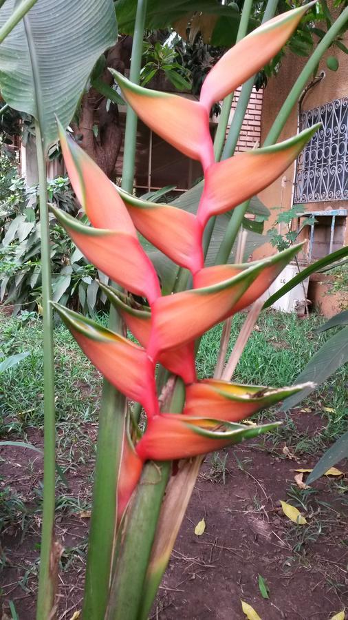 Villa Bobo ภายนอก รูปภาพ